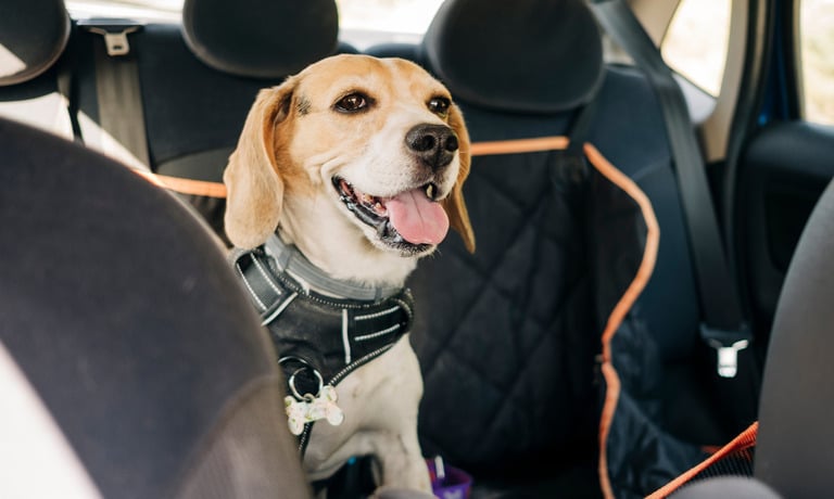 A beagle wearing a harness and collar sits in the back seat of a sedan covered by a dark quilted seat cover.