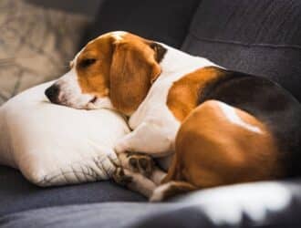 A visibly tired brown, black, and white beagle resting its head on a pillow laid on top of a gray couch.