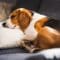 A visibly tired brown, black, and white beagle resting its head on a pillow laid on top of a gray couch.