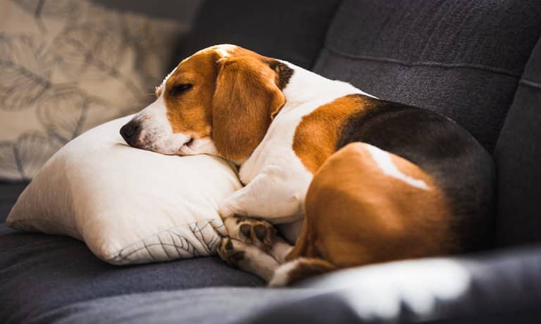 A visibly tired brown, black, and white beagle resting its head on a pillow laid on top of a gray couch.