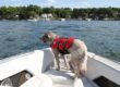 A dog stands on a white boat wearing an orange life vest. He's looking out at the open water with trees in the background.