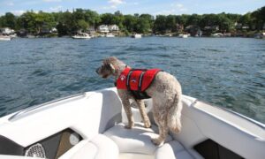 Tips for Boat Training Your Dog and Calming Its Nerves