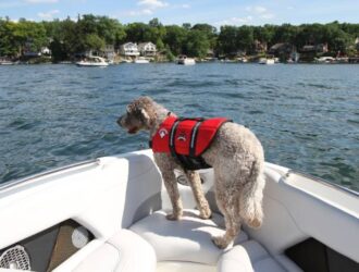 A dog stands on a white boat wearing an orange life vest. He's looking out at the open water with trees in the background.