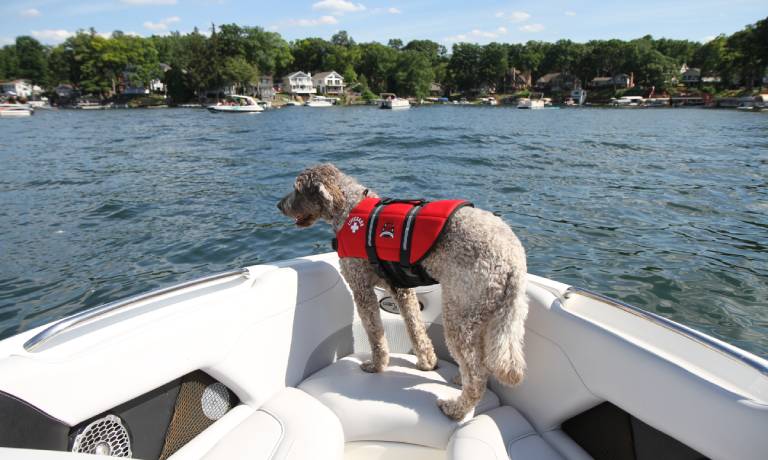 A dog stands on a white boat wearing an orange life vest. He's looking out at the open water with trees in the background.