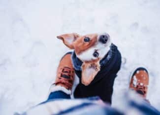 A small tan-and-white dog standing between its owners legs and looking up at them as they walk through snow.