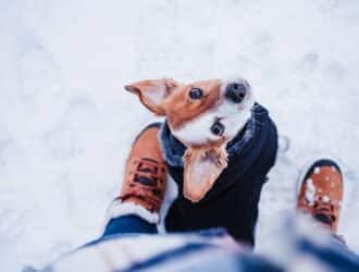 A small tan-and-white dog standing between its owners legs and looking up at them as they walk through snow.