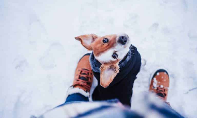 A small tan-and-white dog standing between its owners legs and looking up at them as they walk through snow.