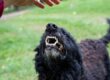 A black dog is standing outside, looking up, and showing his teeth. A person's hand is above the dog's head.