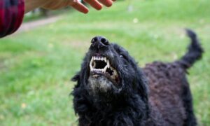 4 Ways to Properly Manage a Dog That Bites