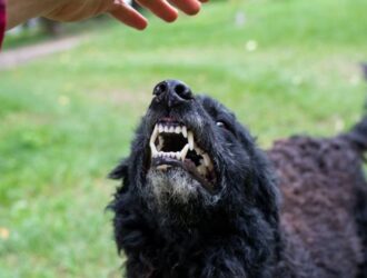 A black dog is standing outside, looking up, and showing his teeth. A person's hand is above the dog's head.