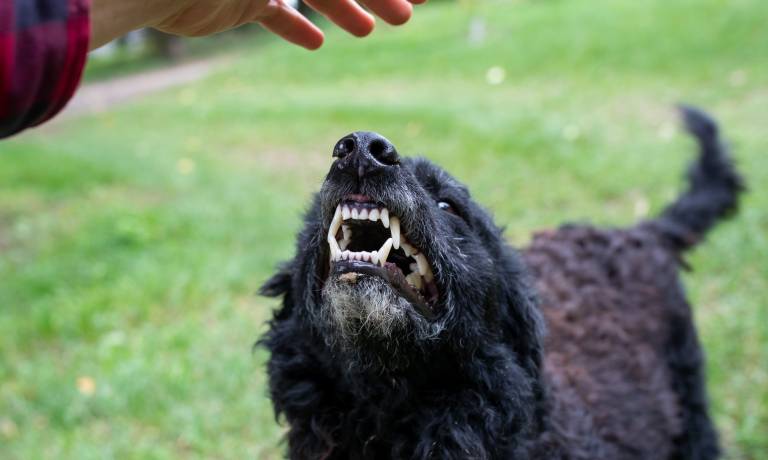 A black dog is standing outside, looking up, and showing his teeth. A person's hand is above the dog's head.