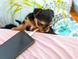 A fluffy puppy bites the cord of a phone charger that's connected to a phone resting on an unmade bed.