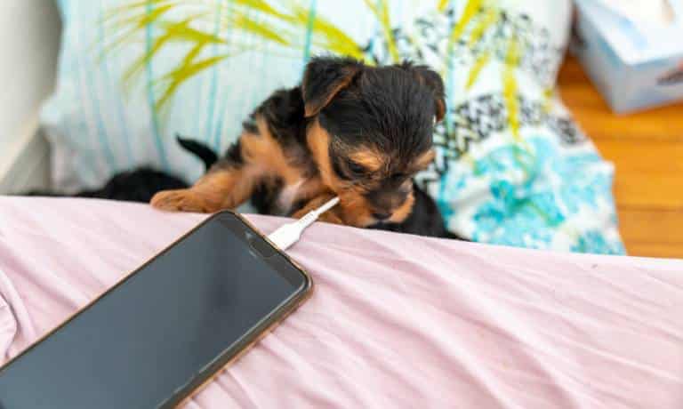 A fluffy puppy bites the cord of a phone charger that's connected to a phone resting on an unmade bed.