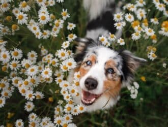 A black and white speckled dog with brown patches looks up through a garden full of yellow and white daisies.