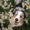 A black and white speckled dog with brown patches looks up through a garden full of yellow and white daisies.