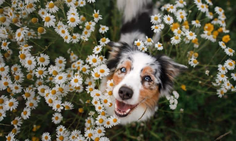 A black and white speckled dog with brown patches looks up through a garden full of yellow and white daisies.