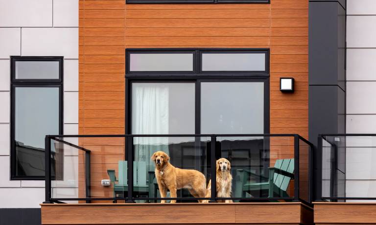 Two brown dogs on an enclosed apartment balcony. One dog sits, and the other stands, but both look toward the camera.