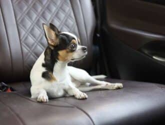 A small dog with white fur and black and brown spots sits in the back seat of a car. The dog has a sad expression on its face.