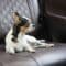 A small dog with white fur and black and brown spots sits in the back seat of a car. The dog has a sad expression on its face.