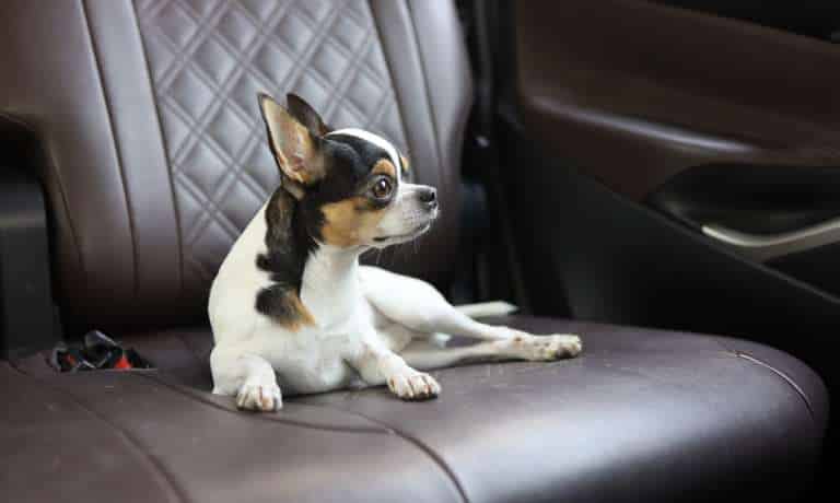 A small dog with white fur and black and brown spots sits in the back seat of a car. The dog has a sad expression on its face.