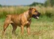 A chestnut-colored, muscular dog has a docked tail, floppy ears, and a black muzzle. The dog is panting and standing in a field.