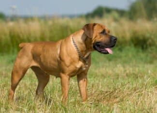 A chestnut-colored, muscular dog has a docked tail, floppy ears, and a black muzzle. The dog is panting and standing in a field.