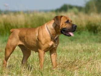 A chestnut-colored, muscular dog has a docked tail, floppy ears, and a black muzzle. The dog is panting and standing in a field.