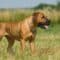 A chestnut-colored, muscular dog has a docked tail, floppy ears, and a black muzzle. The dog is panting and standing in a field.