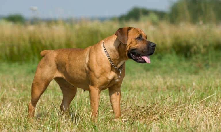 A chestnut-colored, muscular dog has a docked tail, floppy ears, and a black muzzle. The dog is panting and standing in a field.