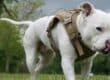 A close-up view shows a white dog walking on the grass while licking their nose and wearing a tan harness.