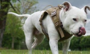 Essential Tactical Gear You Need for Your Dog