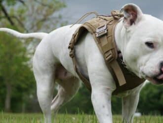 A close-up view shows a white dog walking on the grass while licking their nose and wearing a tan harness.