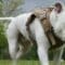 A close-up view shows a white dog walking on the grass while licking their nose and wearing a tan harness.