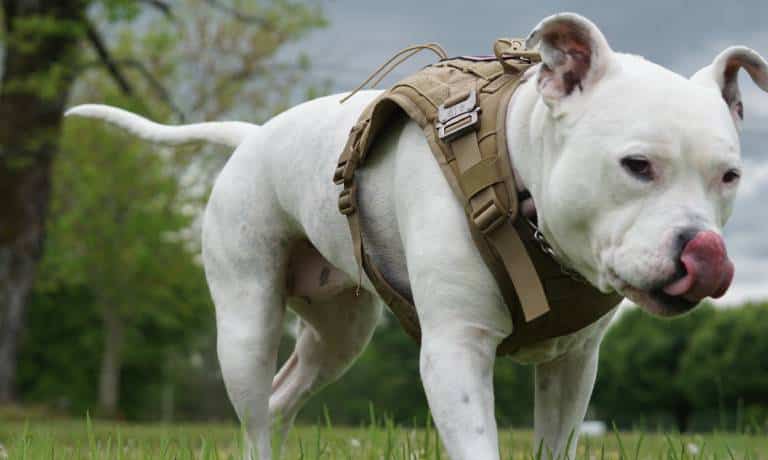 A close-up view shows a white dog walking on the grass while licking their nose and wearing a tan harness.