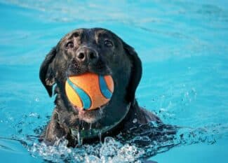 A black dog is swimming in a crystal clear pool of water with an orange and blue ball in their mouth.