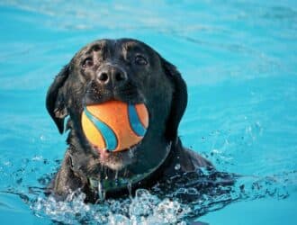 A black dog is swimming in a crystal clear pool of water with an orange and blue ball in their mouth.