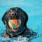 A black dog is swimming in a crystal clear pool of water with an orange and blue ball in their mouth.