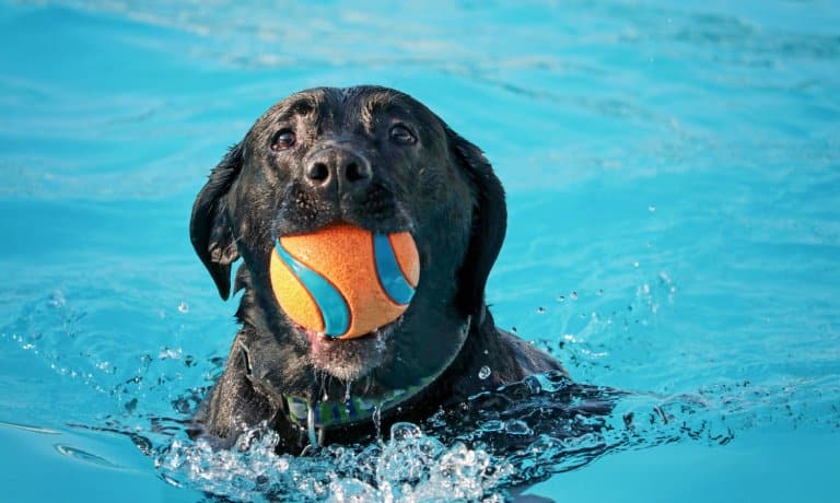 A black dog is swimming in a crystal clear pool of water with an orange and blue ball in their mouth.