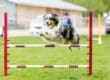 A black and white dog is leaping over an agility hurdle positioned in the grass. His front and back legs are outstretched.