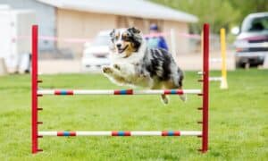 4 Activities To Do with Your High Energy Dog