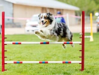 A black and white dog is leaping over an agility hurdle positioned in the grass. His front and back legs are outstretched.