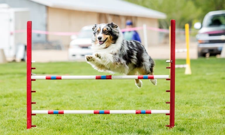 A black and white dog is leaping over an agility hurdle positioned in the grass. His front and back legs are outstretched.