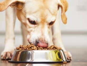 A close-up of a labrador retriever eating dry kibble from a reflective silver bowl on a dark hardwood floor.