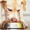 A close-up of a labrador retriever eating dry kibble from a reflective silver bowl on a dark hardwood floor.