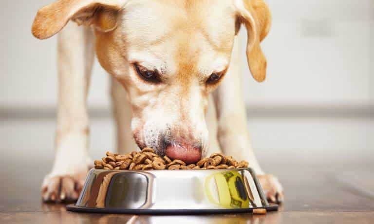 A close-up of a labrador retriever eating dry kibble from a reflective silver bowl on a dark hardwood floor.