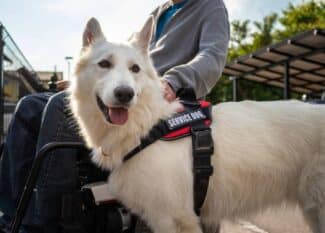 A white dog wears a black vest that reads service dog. The dog stands next to a man sitting in a wheelchair.