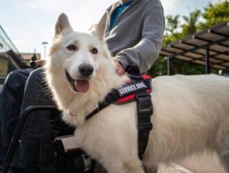 A white dog wears a black vest that reads service dog. The dog stands next to a man sitting in a wheelchair.