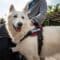 A white dog wears a black vest that reads service dog. The dog stands next to a man sitting in a wheelchair.