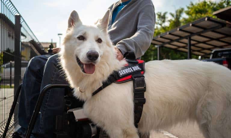 A white dog wears a black vest that reads service dog. The dog stands next to a man sitting in a wheelchair.