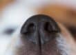 An extreme close-up view shows the black nose of a dog. White whiskers appear below the dog's nose.